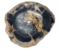 T32 - Madera Petrificada Indonesia - 56 x 54 x 15