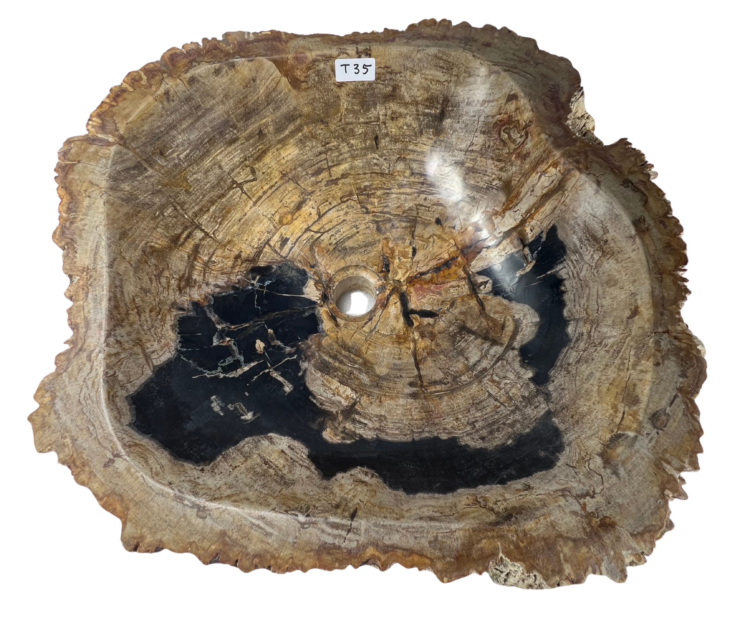 T35 - Madera Petrificada Indonesia - 51 x 47 x 15.5