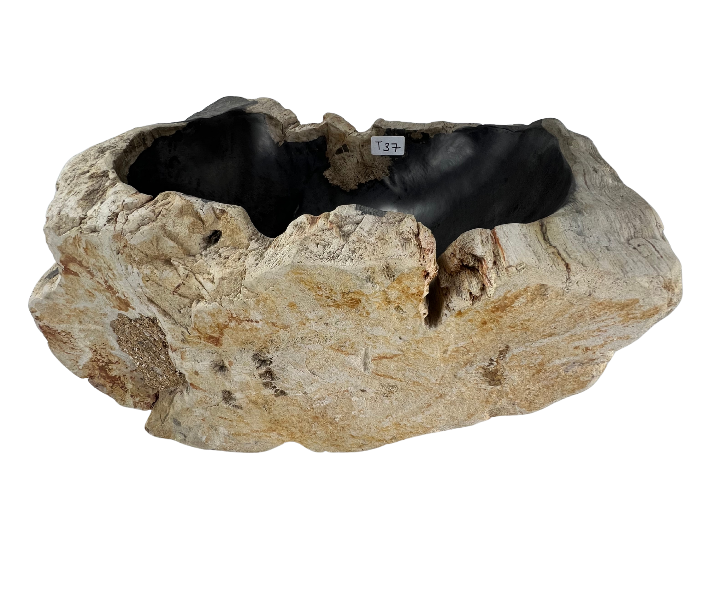 T37 - Madera Petrificada Indonesia - 57 x 45 x 21