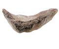 417 - Limestone Fosilizado Irregular Raw - 74 x 53 x 27